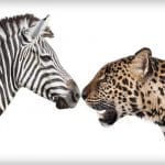 How a Trip to the Zoo can Teach Us About USPs | Piping Fresh Blog